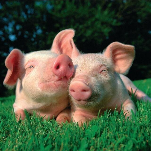 Stationsbild schlagerschweinchen